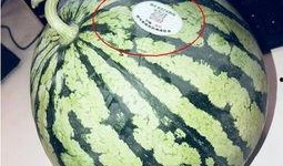 网红吃瓜船,揭秘娱乐圈幕后风云